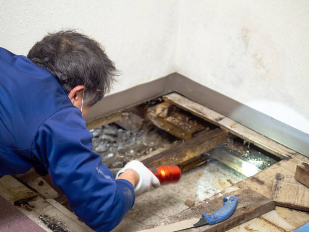 Best Preventive Mold Services in Howard City, MI