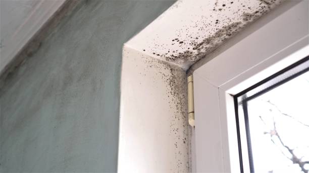 Best Insurance-Related Mold Remediation in Howard City, MI