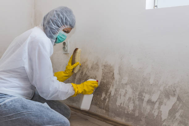Best Black Mold Remediation in Howard City, MI