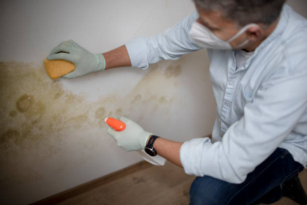 Best Preventive Mold Services in Howard City, MI