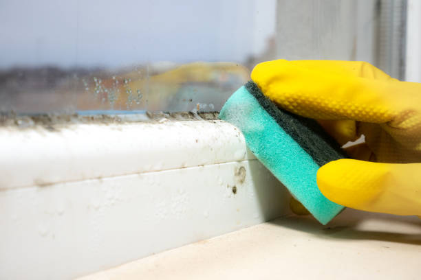 Reliable Howard City, MI Mold Remediation Solutions