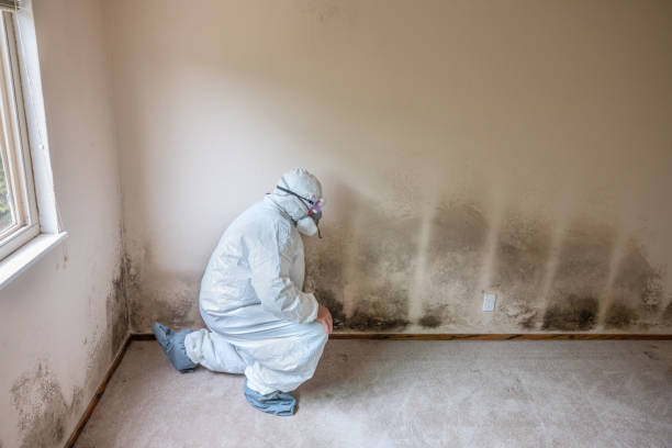 Best Emergency Mold Remediation in Howard City, MI