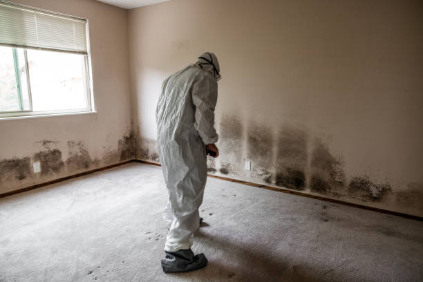 Best DIY Mold Remediation Support Services in Howard City, MI