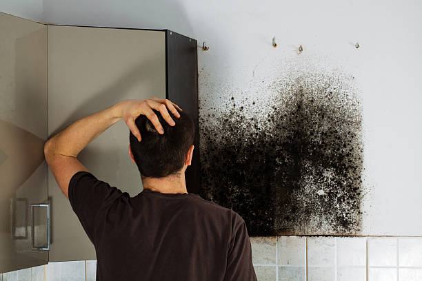 Best Attic Mold Remediation in Howard City, MI