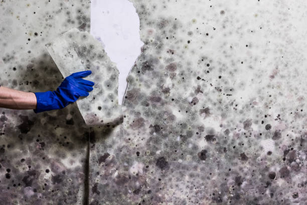 Best Mold Remediation for Specific Building Types in Howard City, MI