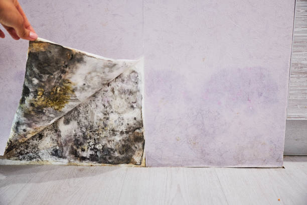 Best Health and Safety Mold Remediation in Howard City, MI